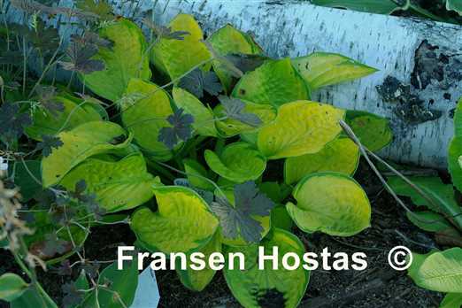 Hosta Rainforest Sunrise - Fransen Hostas